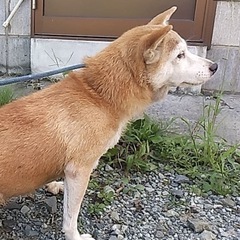 しば犬　里親急募 - 三戸郡