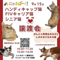 ハンディキャップ猫の譲渡会