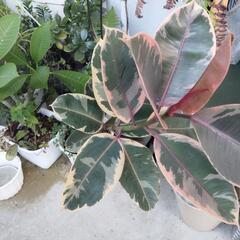 【バラ売り可】観葉植物　3鉢おまとめセット☆