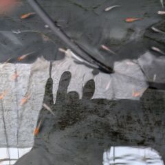 紅白めだか5匹
