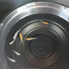 9/8めだか販売の画像