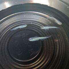 9/8めだか販売の画像