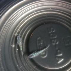 9/8めだか販売の画像