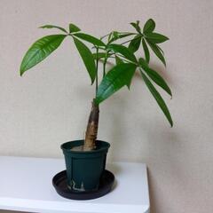 パキラです
