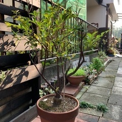 キンカン　金柑　鉢ごと　ガーデニング