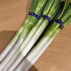 受け渡し者【決定】③北海道産　長ねぎ3束セット！ほんのちょっと訳あり品