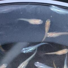 2024  23号 🐟メダカ無料にて差し上げます。説明文は必ず読んてください🐟の画像
