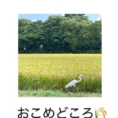 能登で収穫された新米コシヒカリ🌾