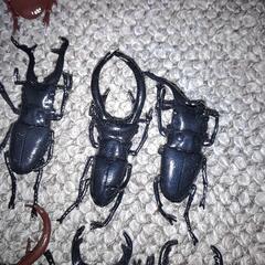 無料にしました！おもちゃのカブトムシ（15匹）の画像