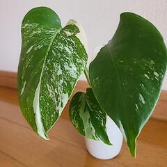 【お取り置き中】観葉植物の画像