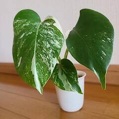 【お取り置き中】観葉植物の画像