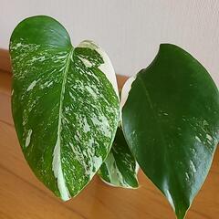 【お取り置き中】観葉植物の画像