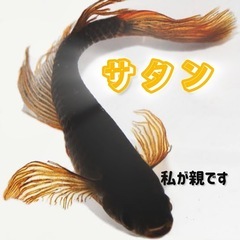 【上原メダカ】9月は°ドーンとキャンペーン − 愛知県