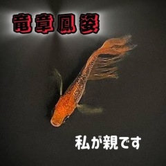 【上原メダカ】9月は°ドーンとキャンペーン - イベント