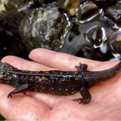 オキナワシリケンイモリ  の画像