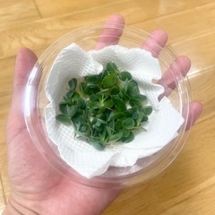 マザーリーフ 子宝草 子供