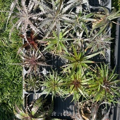 多肉植物　ディッキア　30株ちょっとセット 