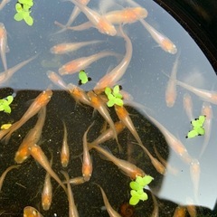 銀メタ牡丹の画像