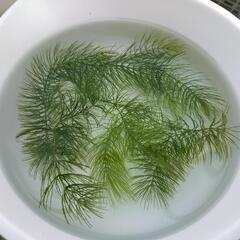 【水草】マツモ店頭販売致します‼️♢名古屋改良メダカ直売所♢NMB♢