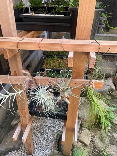 多肉植物チランジア　写真一式セット