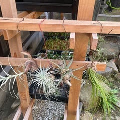 多肉植物チランジア　写真一式セットの画像