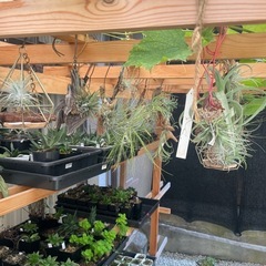多肉植物チランジア　写真一式セットの画像