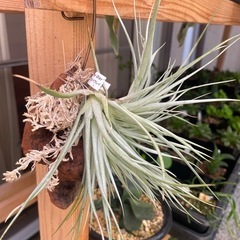 多肉植物チランジア　写真一式セットの画像