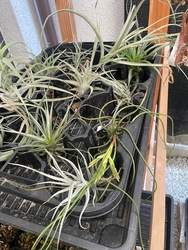 多肉植物チランジア　写真一式セット