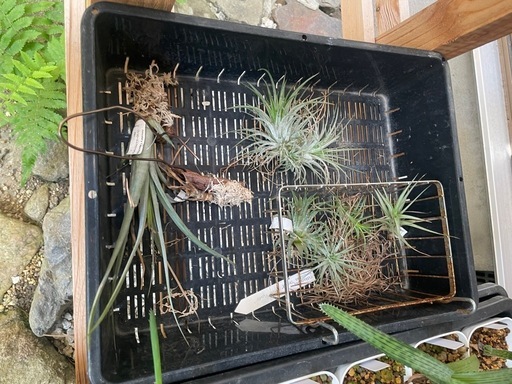 多肉植物チランジア　写真一式セット