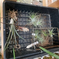 多肉植物チランジア　写真一式セットの画像