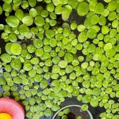 水草、浮き草　アマゾンフロッグピット 
