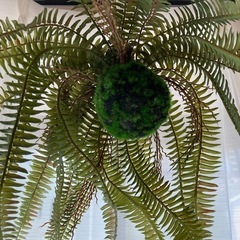 インテリア　フェイクグリーンの画像