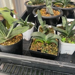 多肉植物ガステリア　写真全部