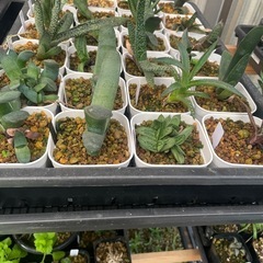 多肉植物ガステリア　写真全部の画像