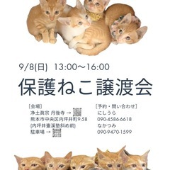 猫の譲渡会のお知らせ