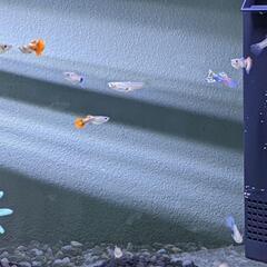 ６　グッピー幼魚