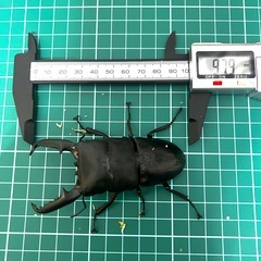 パラワンオオヒラタクワガタ ペア ♂97.9　
