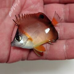 【海水魚・ハンドコート】シラコダイ ±3cm程度《No.2024...