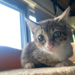 ＜決定しました！＞大人しくてお利口さん。モモンガ似❣️キジの男の...