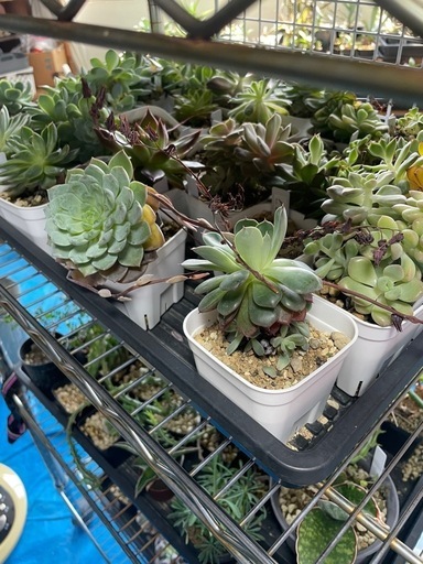 多肉植物　エケベリア　写真2枚分全部