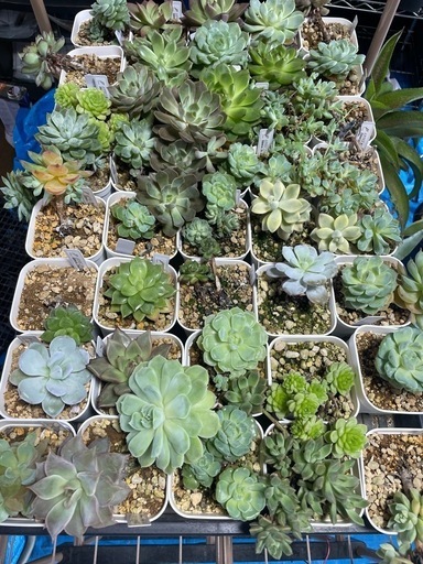 多肉植物　エケベリア　写真2枚分全部