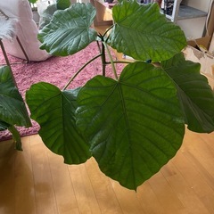 ウンベラータ(今なら3苗から選べます)の画像