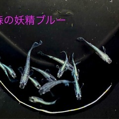 森の妖精ブルー 1ペア＋1匹