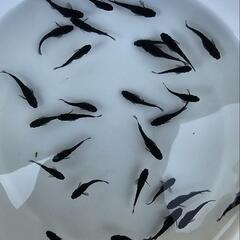 1メダカ　オロチ　若魚　2ペア+1匹