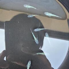 メダカ　サファイア　背びれ有り　若魚　2ペア+1匹