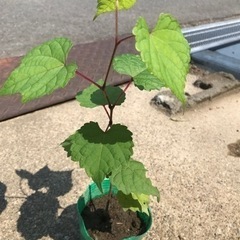 実生ノブドウ苗　1年生