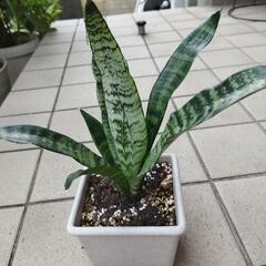 サンセベリア