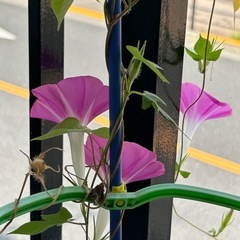 花瓶　花卉　フラワーベース　flower vase フランフラン　敷石付き　②の画像