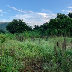 草刈り樹木伐採剪定藪刈り造園の画像