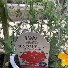 花苗(ジニア、ワイヤープランツ、ルドベキア、多肉植物など)差し上げますの画像